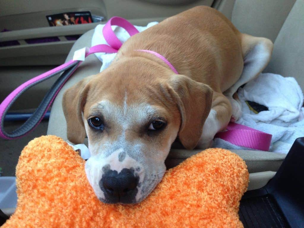 Adopting Rooney - Our First Puppy!