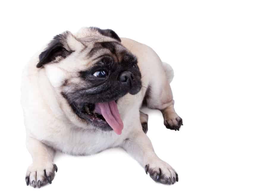3 Things to Do to Calm Dogs Down