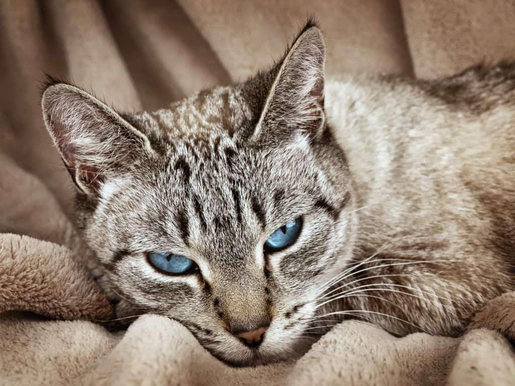 Feline Arthritis 101