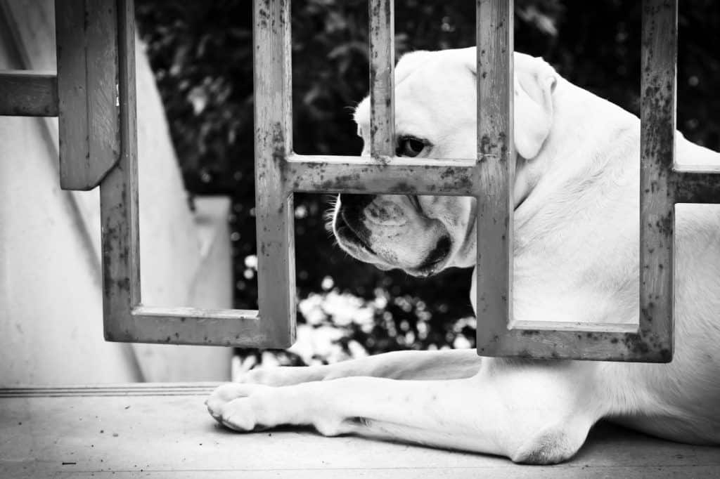 Top 5 Reasons for Dog Anxiety
