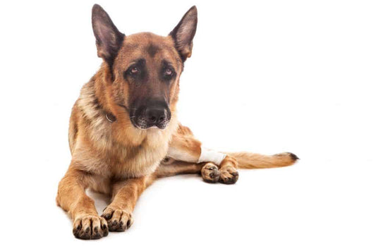 5 Signs Your Dog May Have Arthritis