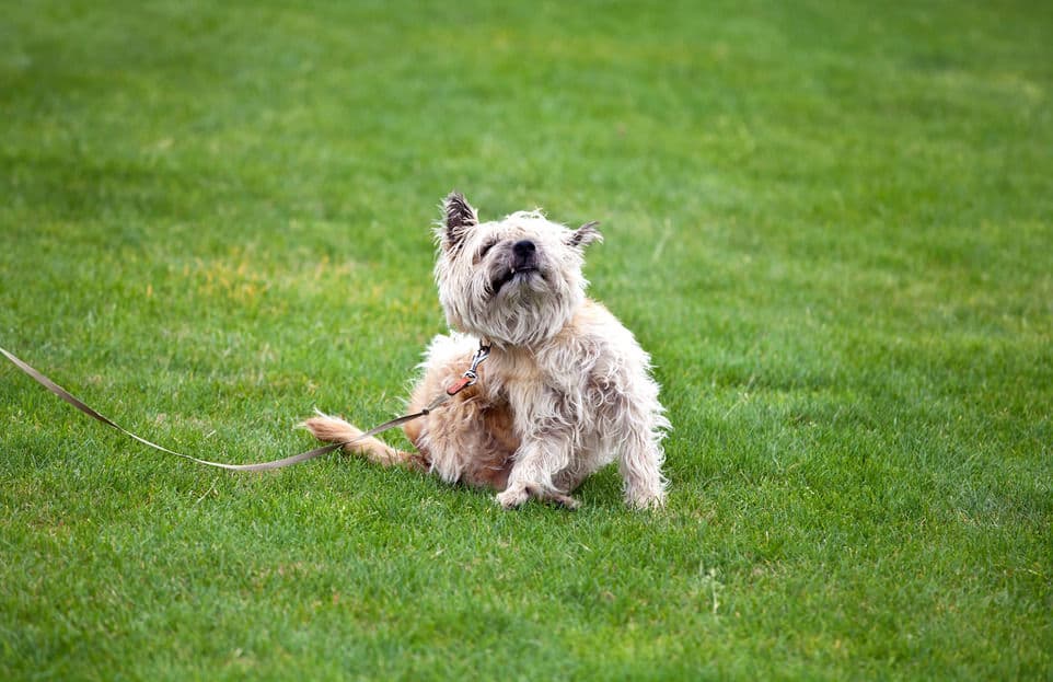 5 Remedies For Your Dog's Dry Skin