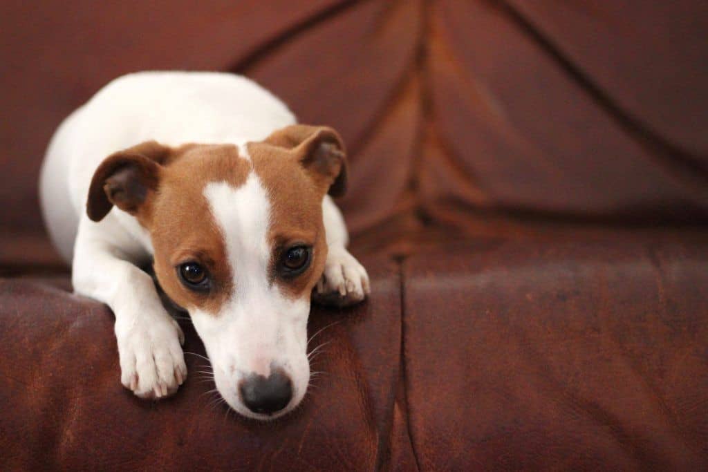 Tips For Helping Dog Separation Anxiety