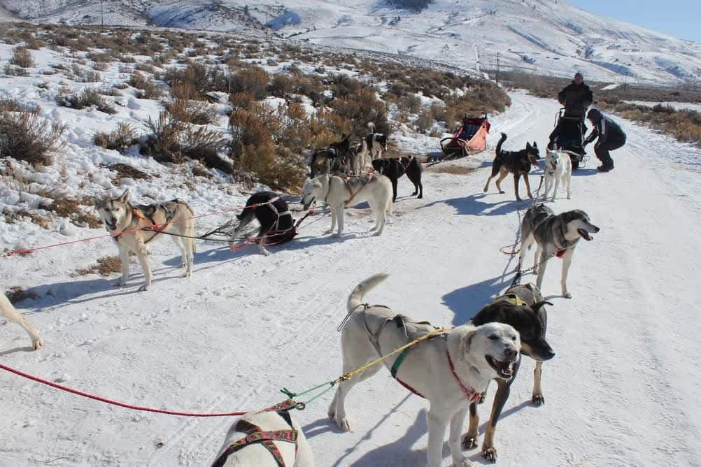Dog-Sledding Fun at Lucky Cat Dog Farm