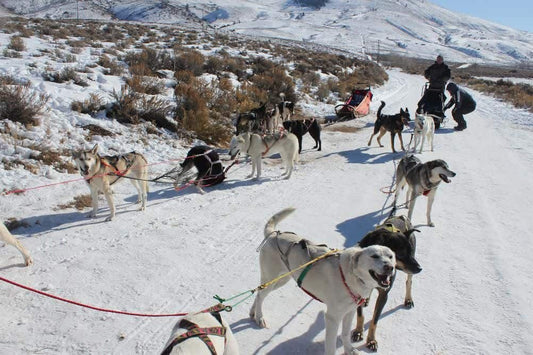 Dog-Sledding Fun at Lucky Cat Dog Farm