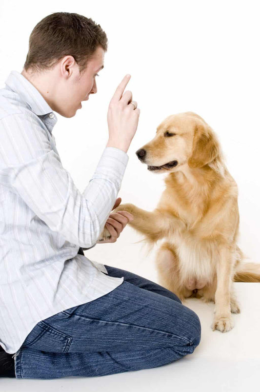 Dog Training Tips: 5 Things You Should Know