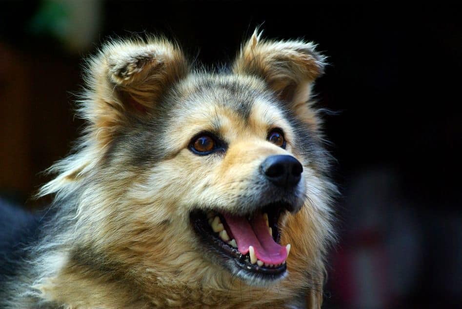 Stages of Canine Arthritis