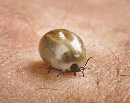 5 Tips to Stay Safe from Ticks