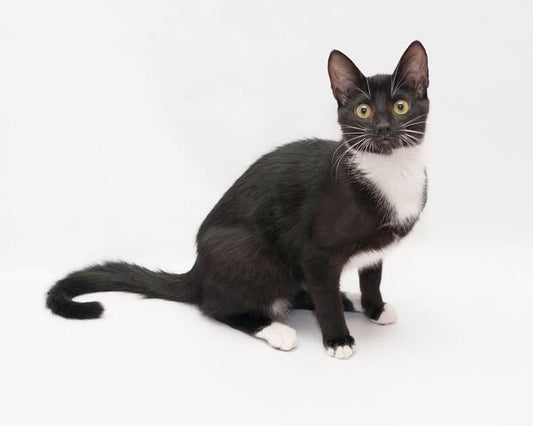 Why Does My Cat Get Spooked Easily?