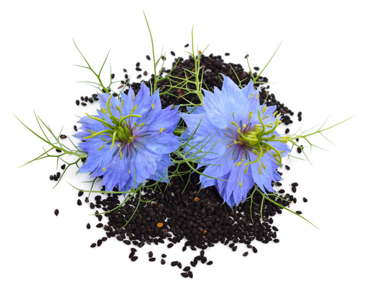 The Tremendous Healing Power of Black Seed Oil