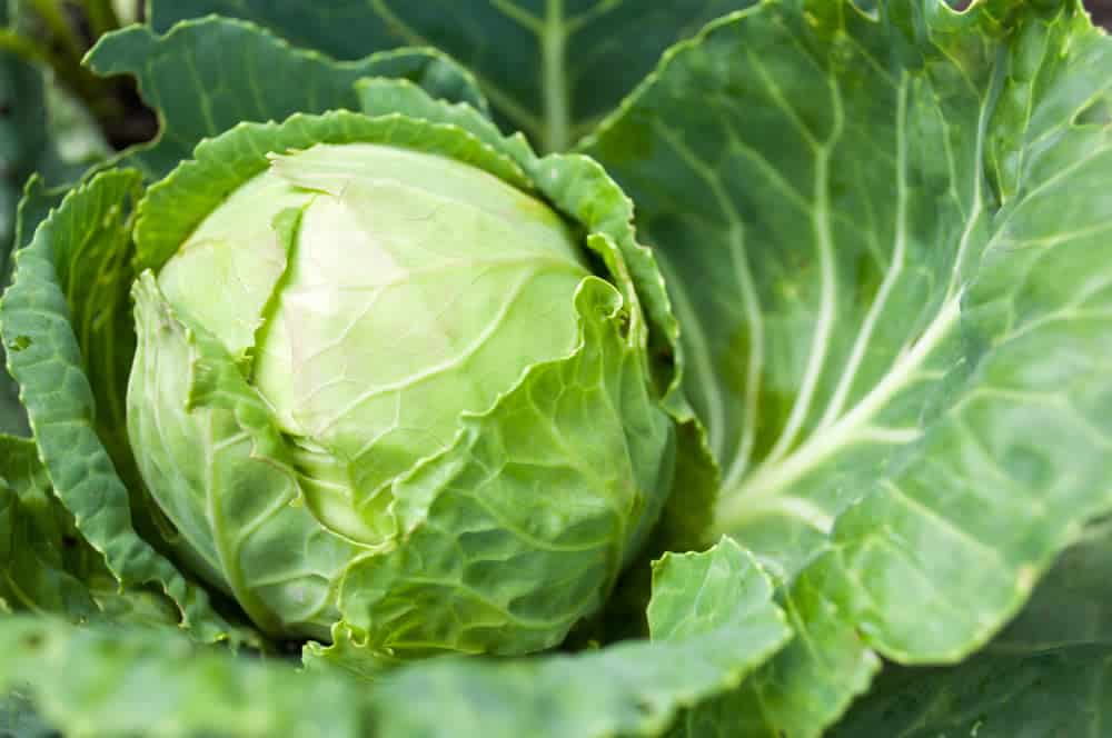 Eat “Green” for St. Patrick’s Day