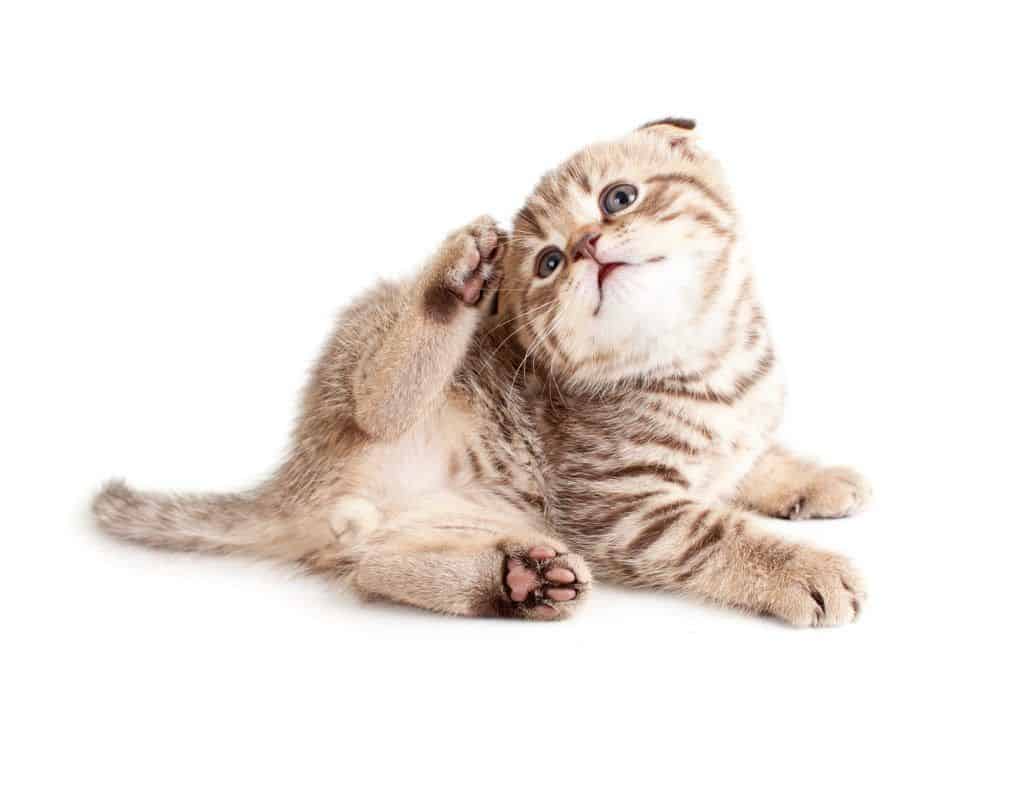 Top 3 Feline Skin and Coat Issues