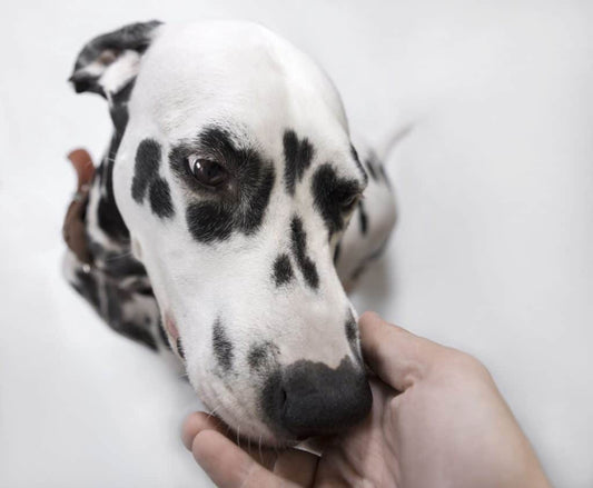 Can Dogs Sniff Out Breast Cancer?