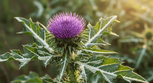 How Milk Thistle Supports the Body's Natural Cleansing Processes