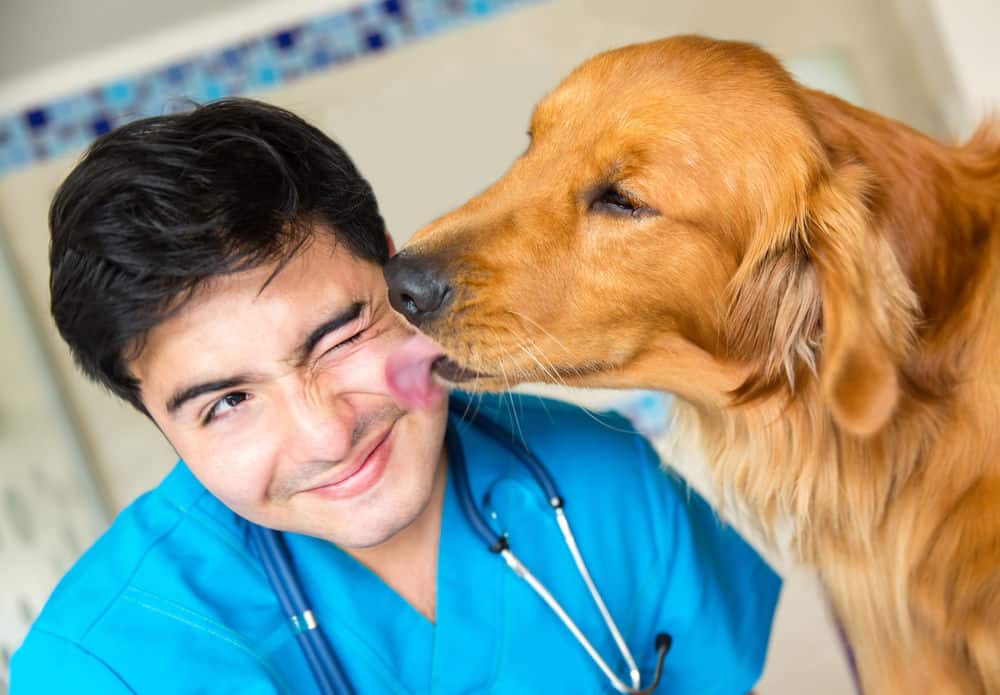 Milk Thistle for Pets: A Natural Alternative for Supportive Care