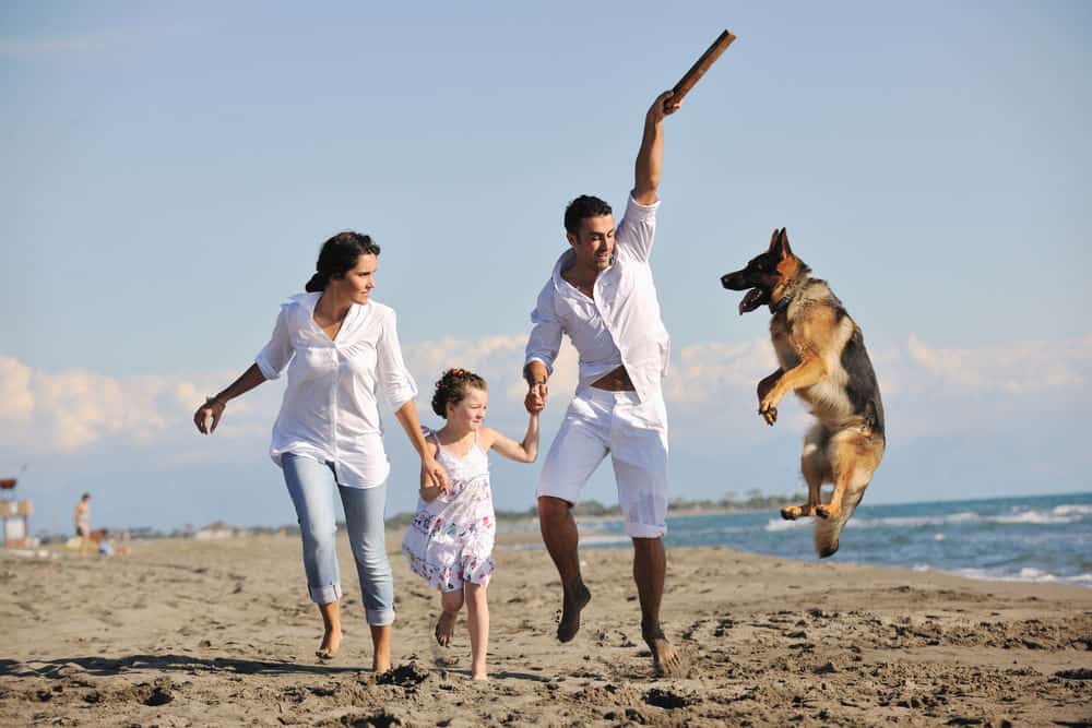Vacation Tips for Traveling With Your Pet