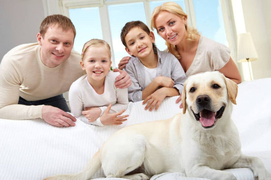 Common Avoidable Pet Problems You Should Know