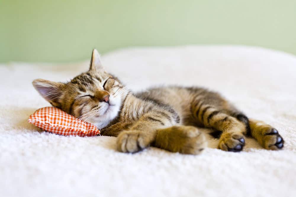 7 Teas for Rest, Sleep and Relaxation
