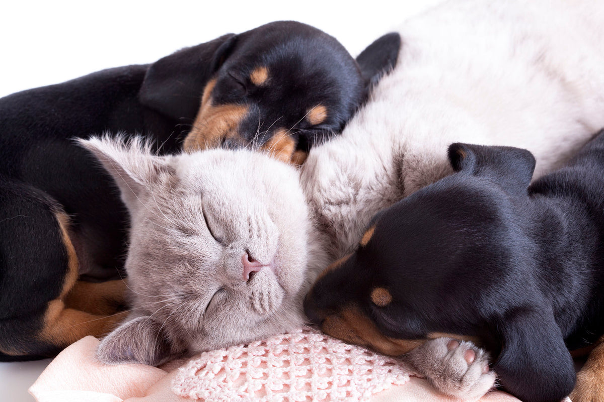 Why Do Pets Sleep So Much?