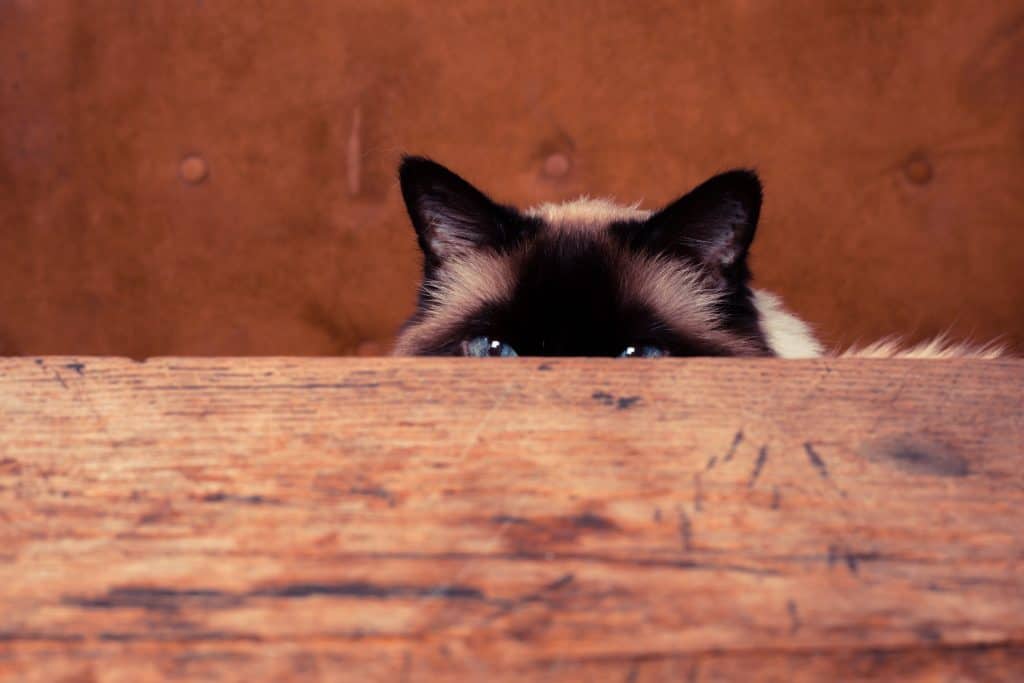 5 Signs of Stress and How to Help Your Pets