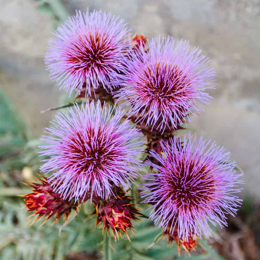 5 Surprising Benefits of Milk Thistle