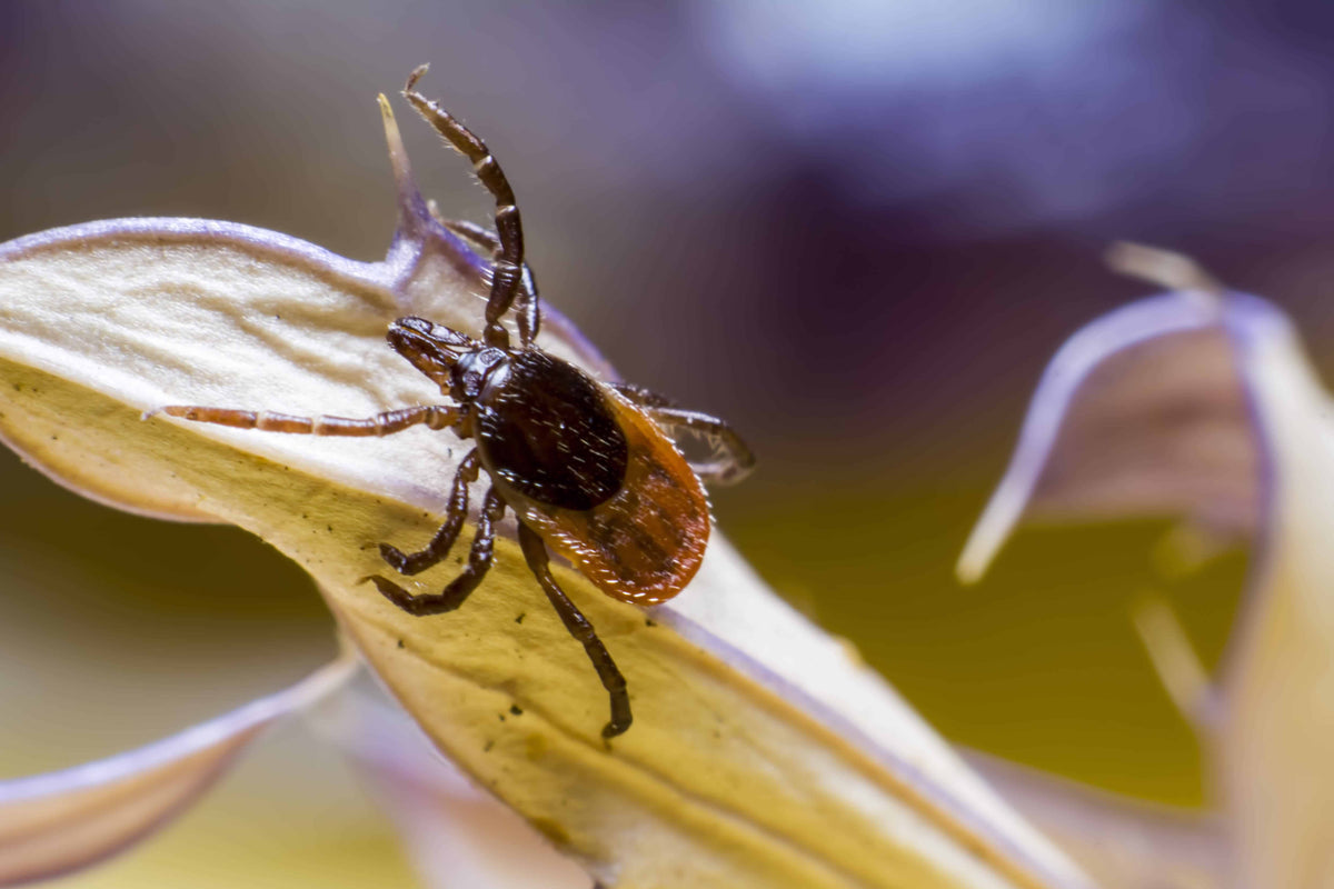 A Virus More Dangerous Than Lyme Disease