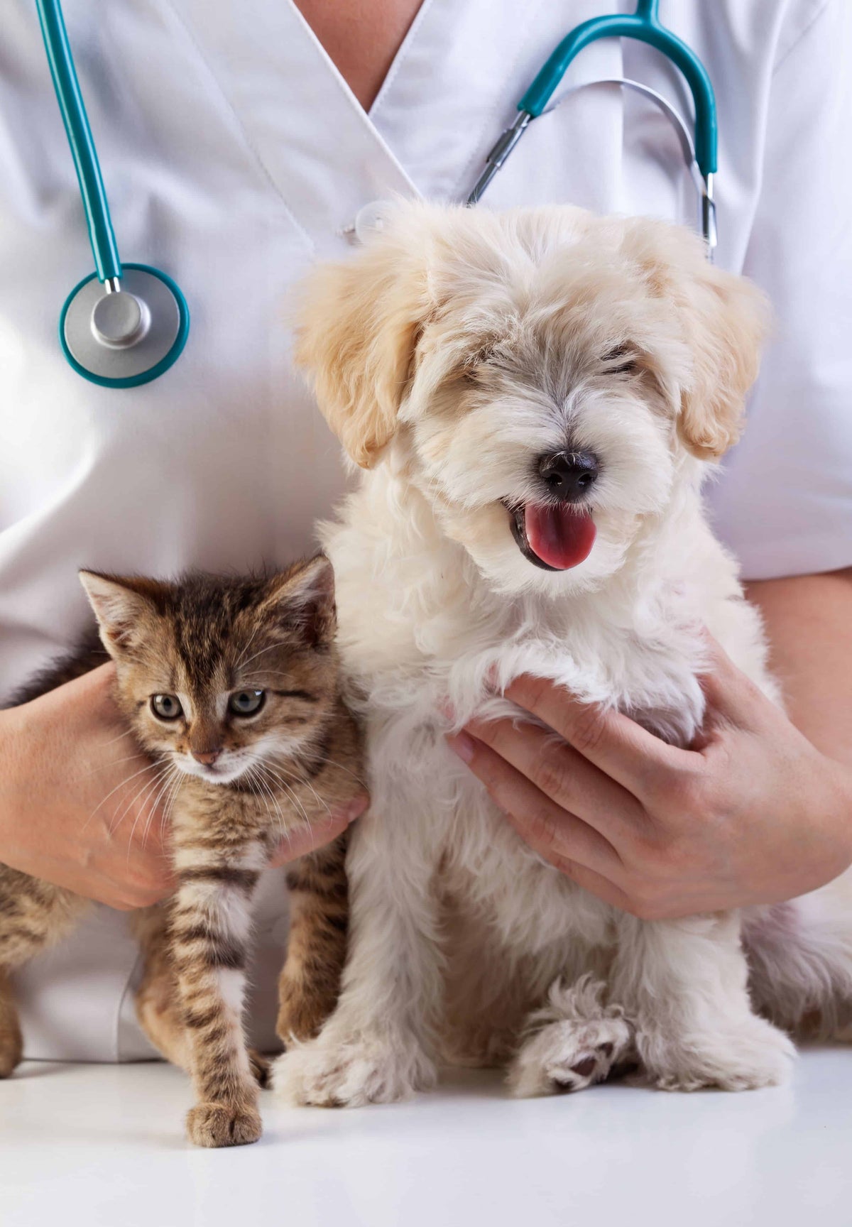 5 Reasons to Give Turmeric to Your Pets
