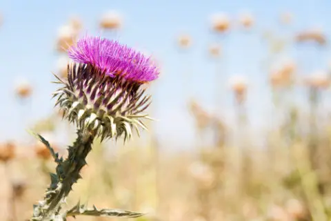 Milk Thistle