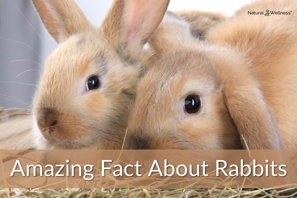 Did You Know? Rabbits Need Companionship