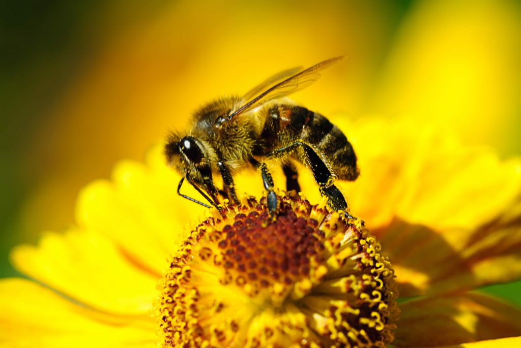 eating bee pollen