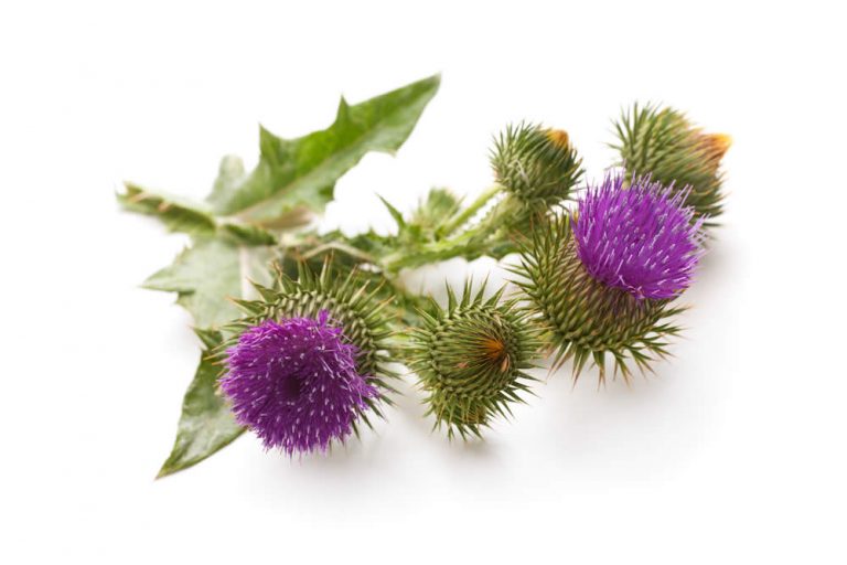 Can I Really Cook with Milk Thistle?